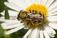 Lipotriches flavoviridis