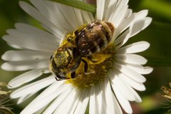 Lipotriches flavoviridis