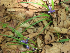 Iris uniflora
