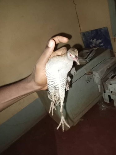African Crake