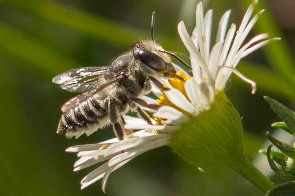 Megachile obtusa