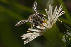 Megachile obtusa