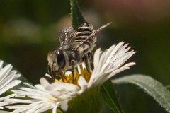 Megachile obtusa