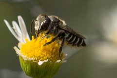 Megachile obtusa