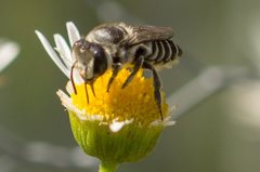 Megachile obtusa
