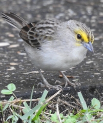 Ammodramus aurifrons