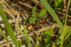 Xanthocryptus novozealandicus