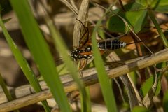 Xanthocryptus novozealandicus
