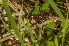 Xanthocryptus novozealandicus