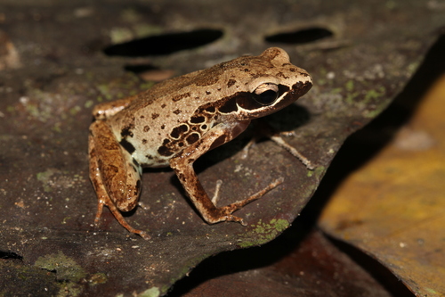 Silver Long-Fingered Frog