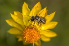 Lasioglossum calophyllae
