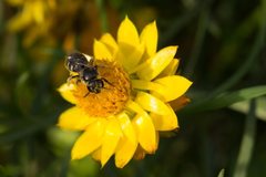 Lasioglossum calophyllae