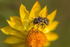 Lasioglossum calophyllae