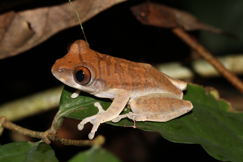 Niger Forest Tree Frog