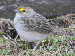 Ammodramus aurifrons