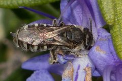 Lasioglossum calophyllae