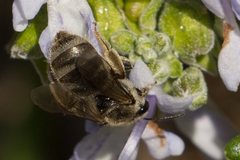 Lasioglossum calophyllae