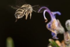Lasioglossum calophyllae