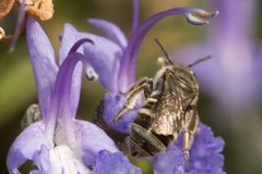 Lasioglossum calophyllae