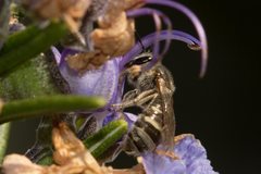 Lasioglossum calophyllae