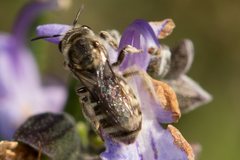Lasioglossum calophyllae