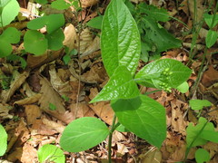 Vincetoxicum ascyrifolium