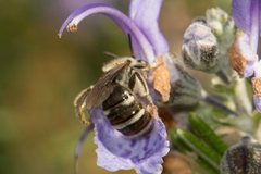 Lasioglossum calophyllae