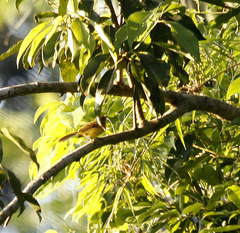 Pseudocolopteryx flaviventris