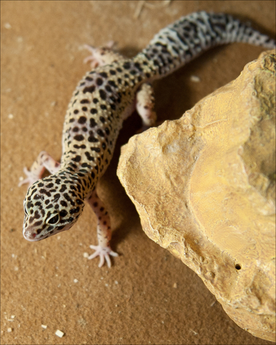 Common Leopard Gecko