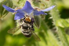 Megachile chrysopyga