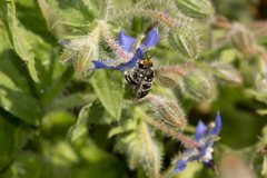 Megachile chrysopyga