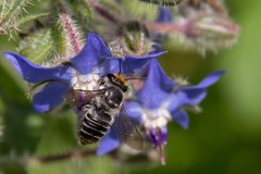 Megachile chrysopyga