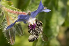 Megachile chrysopyga