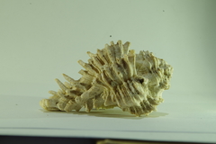 Homalocantha oxyacantha