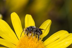 Megachile chrysopyga