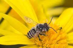 Megachile chrysopyga