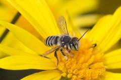 Megachile chrysopyga
