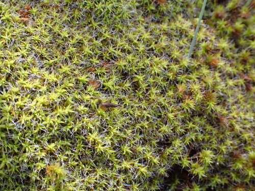 Image of Pseudocrossidium crinitum by (c) Nicola van Berkel, some rights reserved (CC BY-SA)