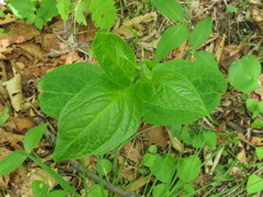 Vincetoxicum ascyrifolium