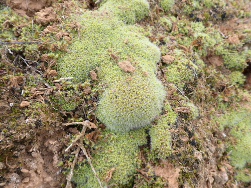 Image of Pseudocrossidium crinitum by (c) Nicola van Berkel, some rights reserved (CC BY-SA)