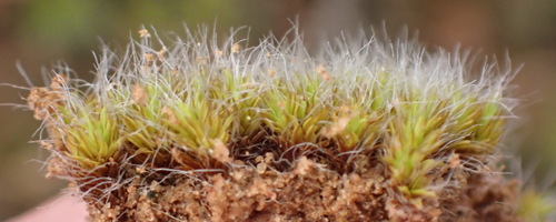 Image of Pseudocrossidium crinitum by (c) Nicola van Berkel, some rights reserved (CC BY-SA)