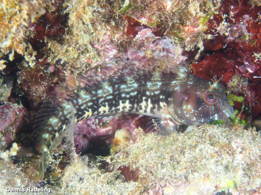 Combtooth Blennies