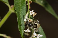 Megachile macularis