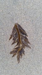 Desmarestia ligulata