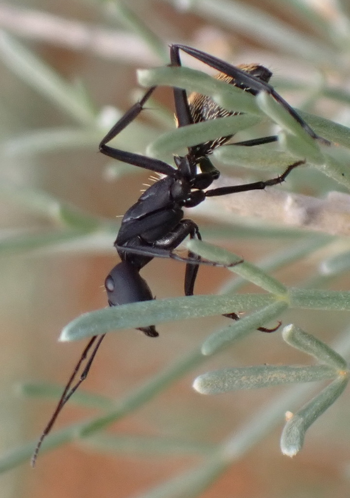 Karoo Balbyter Ant from Doringbaai to Lambert's Bay, West Coast ...