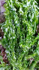 Ulva taeniata