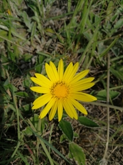 Haplocarpha lyrata