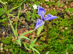 Hooker's Iris (Iris hookeri)