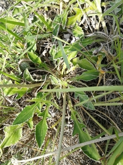 Haplocarpha lyrata