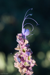 Trichostema lanatum